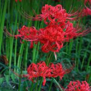 FireRose13