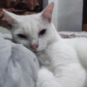 milky12