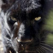 Panther8
